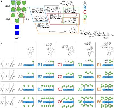 Systematic Dual Targeting of Dendritic Cell C-Type Lectin Receptor DC-SIGN and TLR7 Using a Trifunctional Mannosylated Antigen